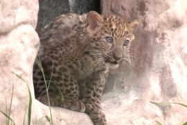 Детёныши леопарда дебютируют в перуанском зоопарке