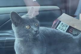 Полиция спасла кошку, четыре дня просидевшую в машине в центре Москвы