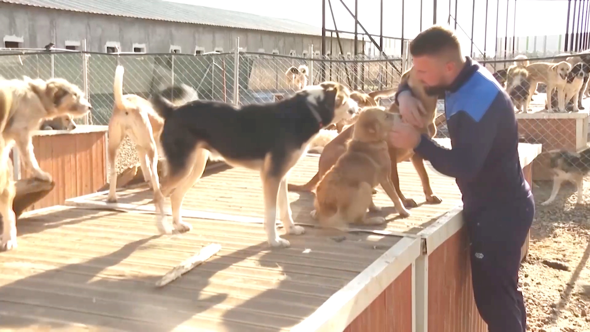 В Косово учитель физкультуры открыл приют для 400 уличных собак