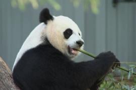 Попрощаться с пандами приходят сотни людей в зоопарк в Вашингтоне