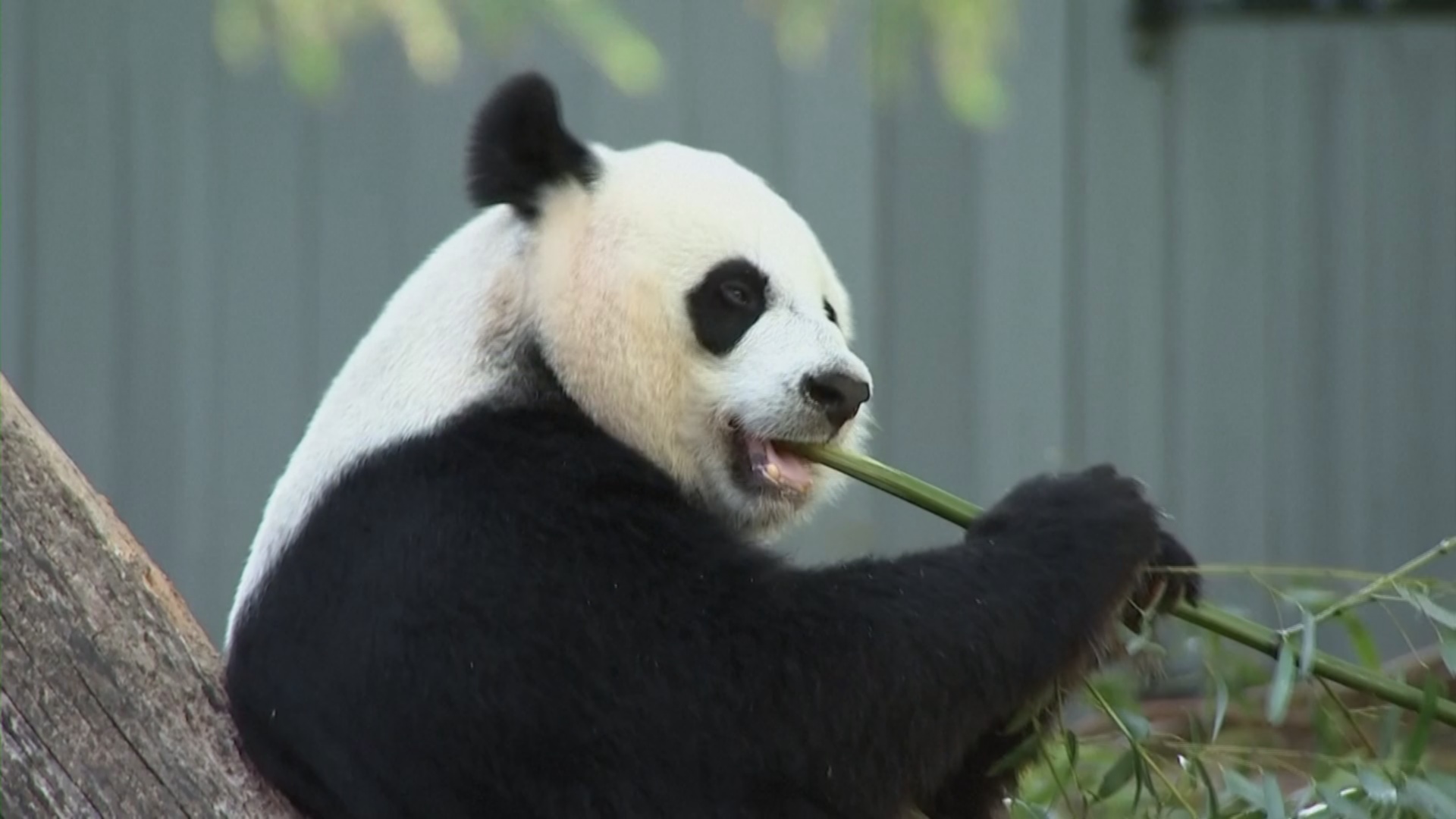 Попрощаться с пандами приходят сотни людей в зоопарк в Вашингтоне