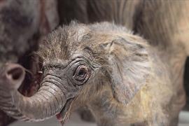 От мамонтов до слонов: новая выставка открылась в Нью-Йорке