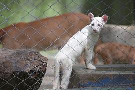 Маленькая пума-альбинос стала звездой зоопарка в Никарагуа