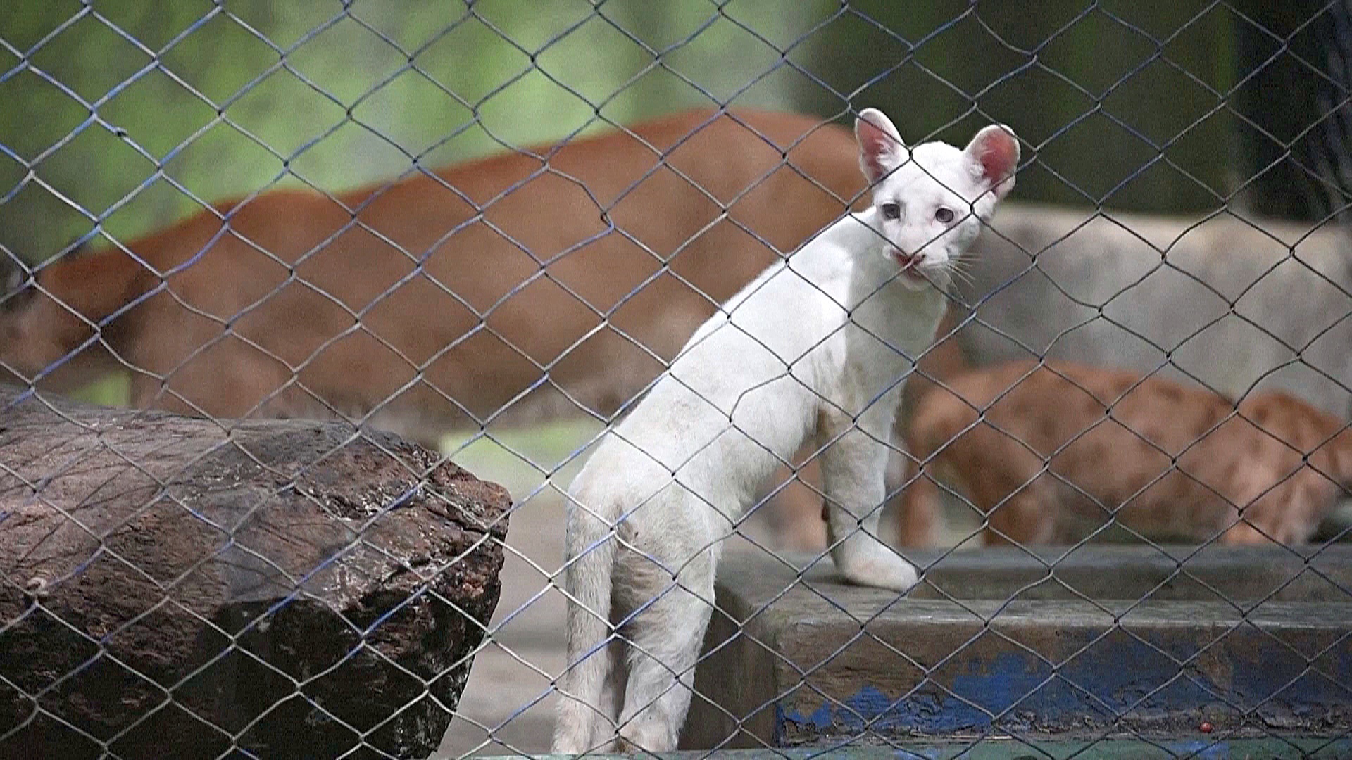 Маленькая пума-альбинос стала звездой зоопарка в Никарагуа