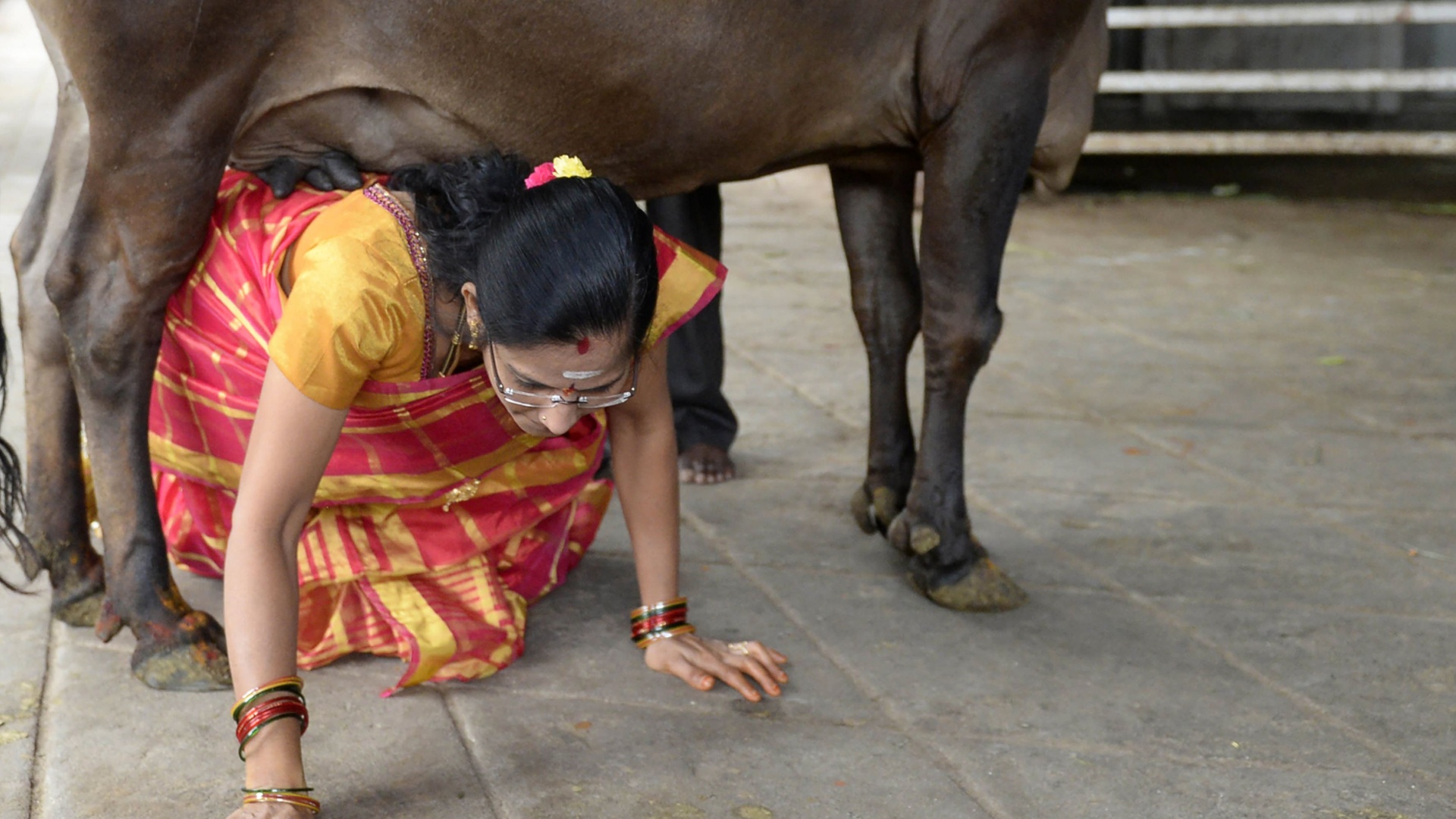 Индийцы ложатся под копыта коров, надеясь на исполнение желаний