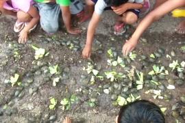 В Перу в Амазонку выпустили сотни детёнышей речных черепах