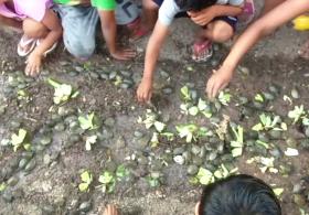 В Перу в Амазонку выпустили сотни детёнышей речных черепах