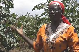 Кенийские фермеры стали сеять культуры, которым не страшны засухи и ливни