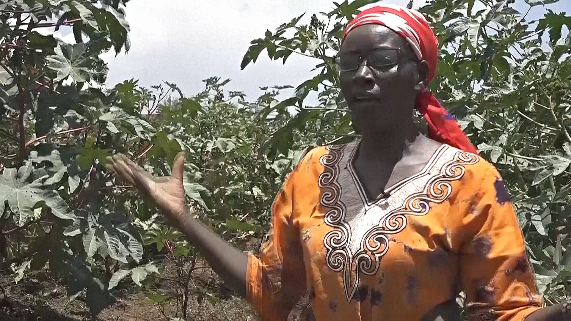 Кенийские фермеры стали сеять культуры, которым не страшны засухи и ливни