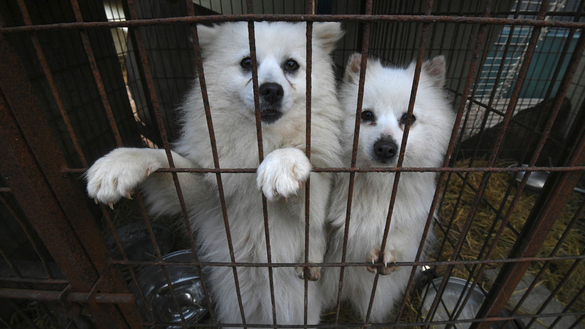 В Южной Корее запретят есть собак