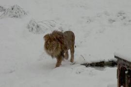 Снег озадачил льва в косовском заповеднике