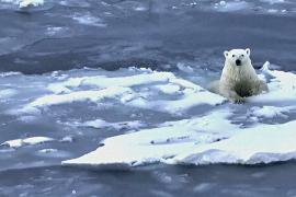 Быстрое отступление льда в Антарктиде шокирует научный мир
