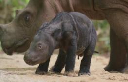 Индонезия: родился второй детёныш редкого носорога