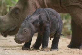 Индонезия: родился второй детёныш редкого носорога