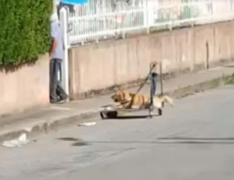 Какой способ придумал мужчина, чтобы гулять с собакой-инвалидом