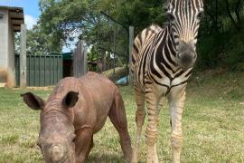 Как детёныш носорога подружился с зеброй