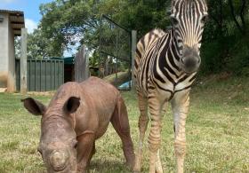 Как детёныш носорога подружился с зеброй