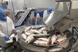 Разведение лосося на суше: как компания в Майами нашла новый подход