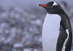 Тысячи раз в день: как спят пингвины, выяснили в ходе исследования