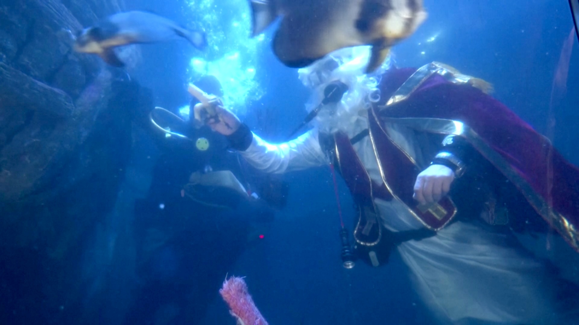 Подводное шоу: как немецкий Санта кормит акул в аквариуме глубиной 5 м