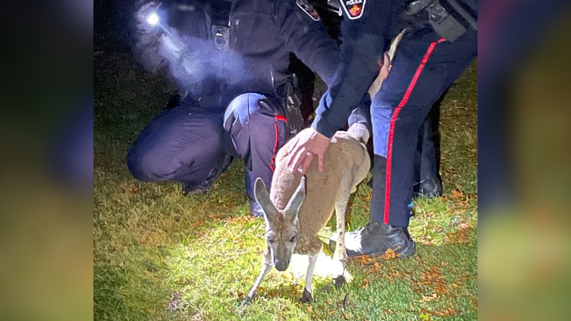 Оказал сопротивление: как в Канаде полиция ловила сбежавшего кенгуру