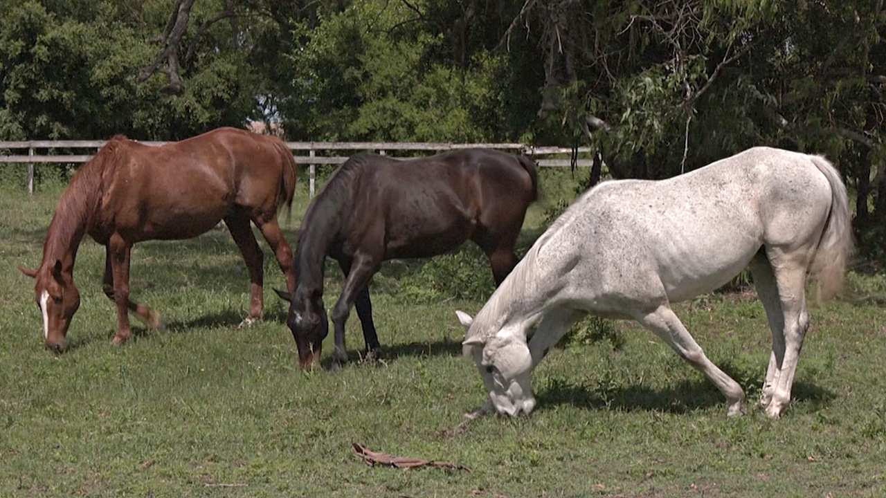 Аргентинка открыла центр по спасению лошадей-инвалидов
