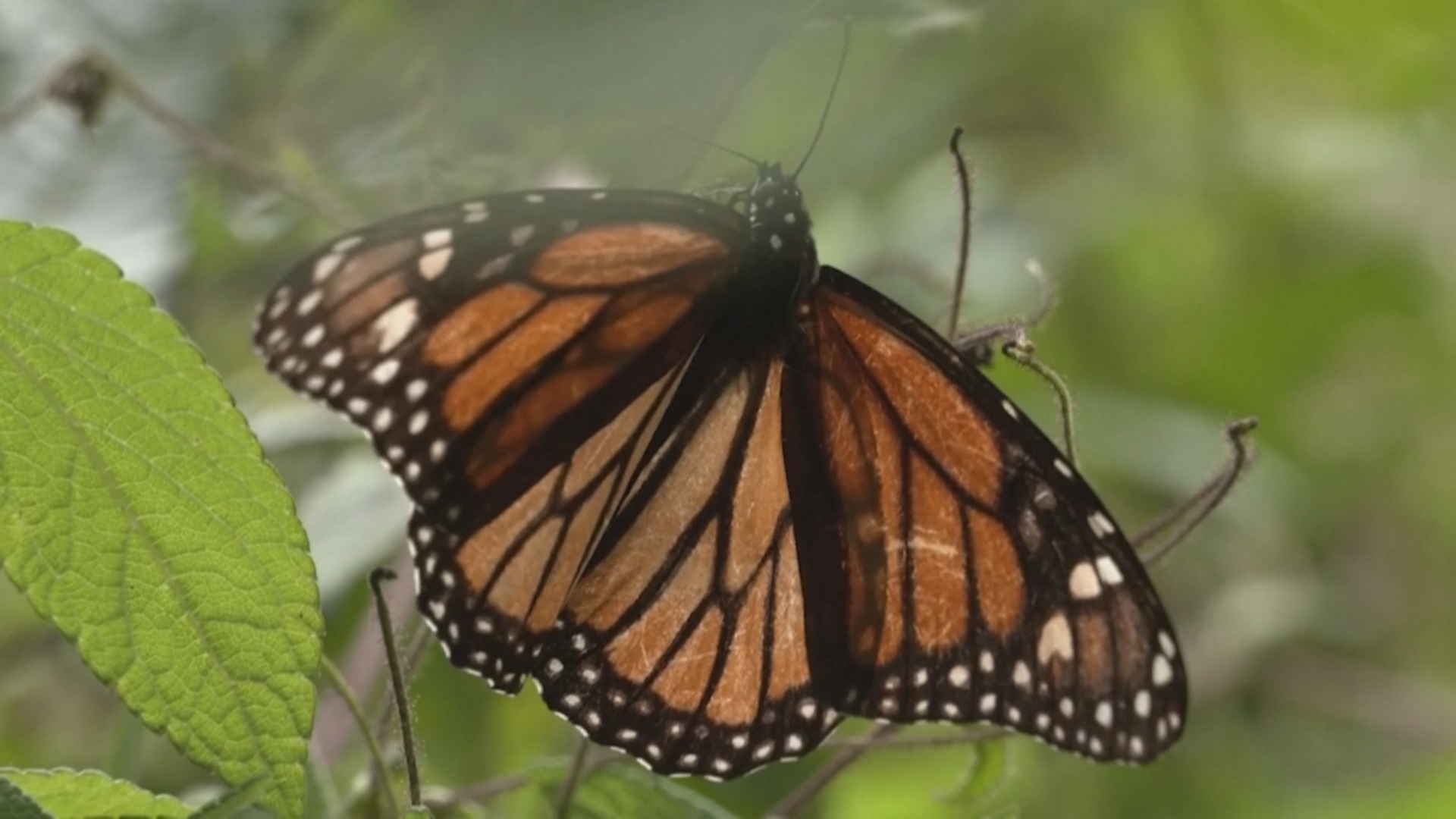 Колонии бабочек-монархов обустраиваются на зимовку в Мексике