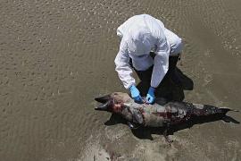 Почти 1000 тюленей и морских львов умерли в Бразилии от птичьего гриппа