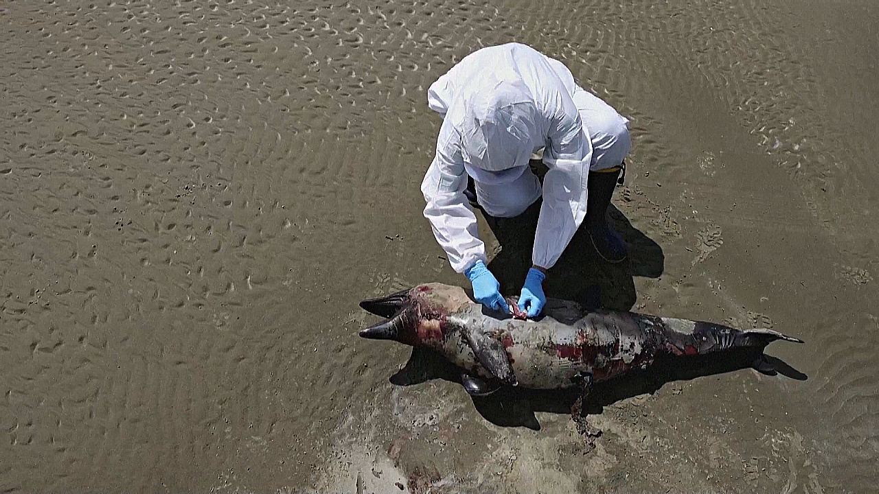 Почти 1000 тюленей и морских львов умерли в Бразилии от птичьего гриппа