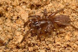 Вымерших пауков-скакунов снова нашли в Португалии