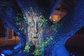 137-летнее дерево Арчи «беседует» с гостями светового шоу во Флориде