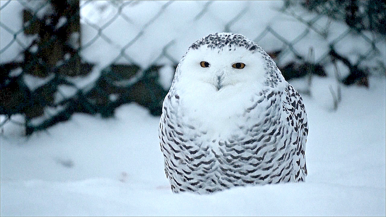 – 40°C и 1,5 метра снега: какие животные выдерживают климат в зоопарке Лапландии