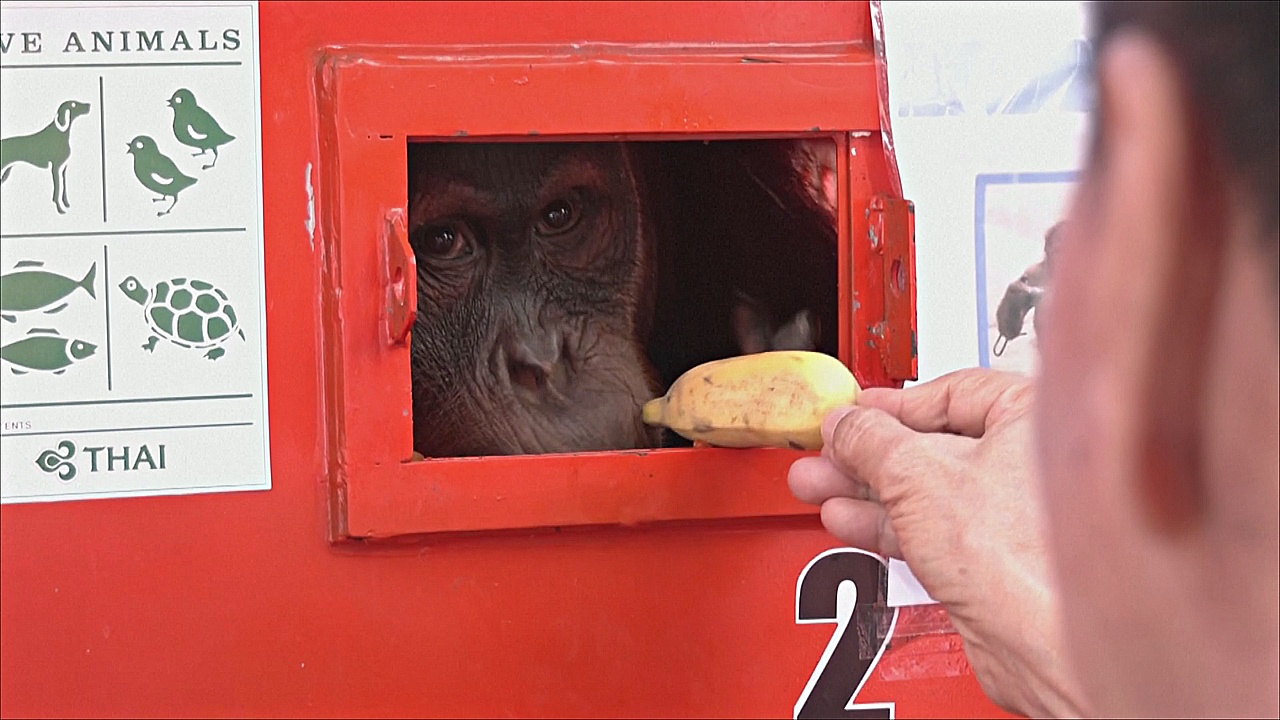 Таиланд вернул Индонезии трёх спасённых орангутанов