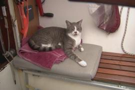 Знакомьтесь: Оли – первый кот, участвующий в яхтенной регате Сидней – Хобарт