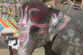 Слоновий конкурс красоты устроили в Непале