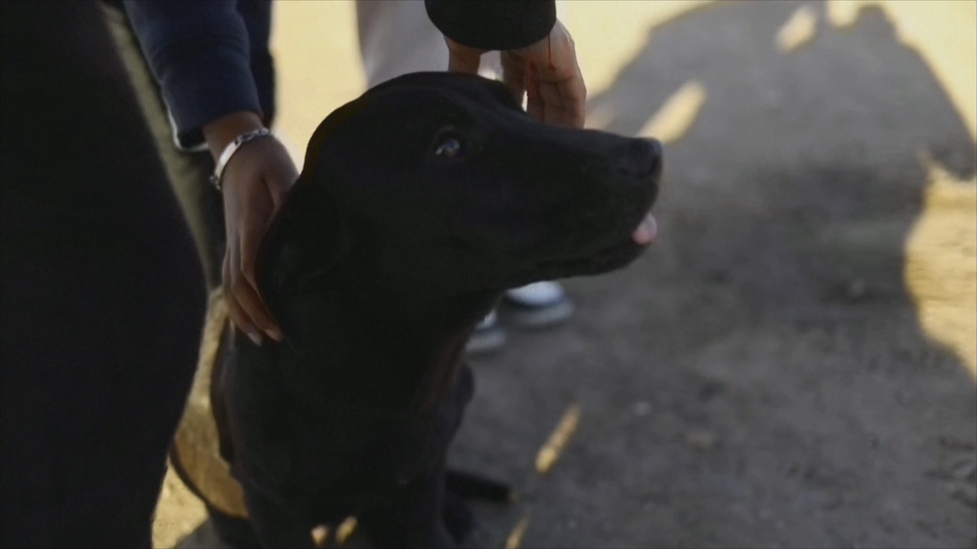 Мигранту пришлось отдать любимую собаку семье в Мексике, чтобы попасть в США