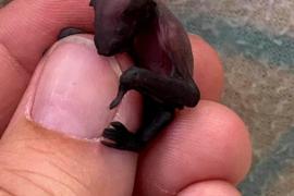 Как спасают новорождённых летучих мышей