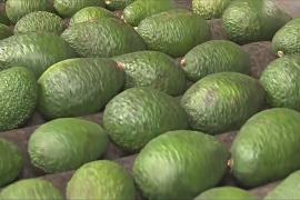 Больше, но мельче: урожай авокадо в Марокко в этом году может установить рекорд