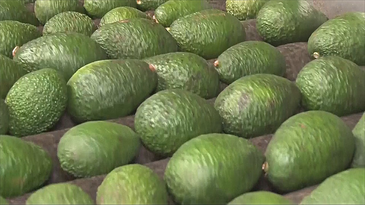 Больше, но мельче: урожай авокадо в Марокко в этом году может установить рекорд