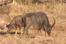 В Австралии начали наблюдать из космоса за чужеродными буйволами