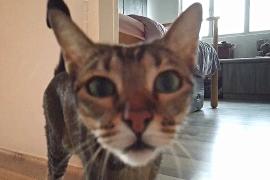 Кошки Сингапура скоро смогут выходить из подполья