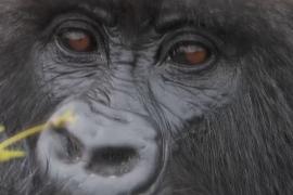 В Руанде становится больше редких горных горилл