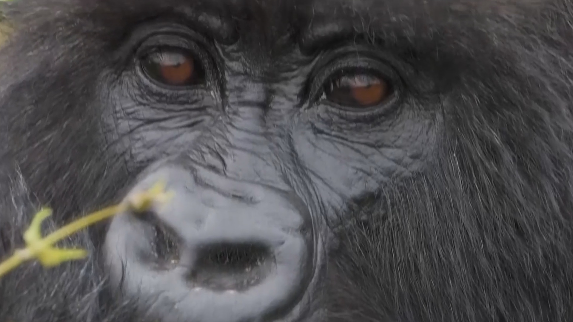 В Руанде становится больше редких горных горилл