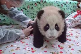 Маленькой панде в зоопарке Москвы дали имя, а в Южной Корее представили панд-близнецов
