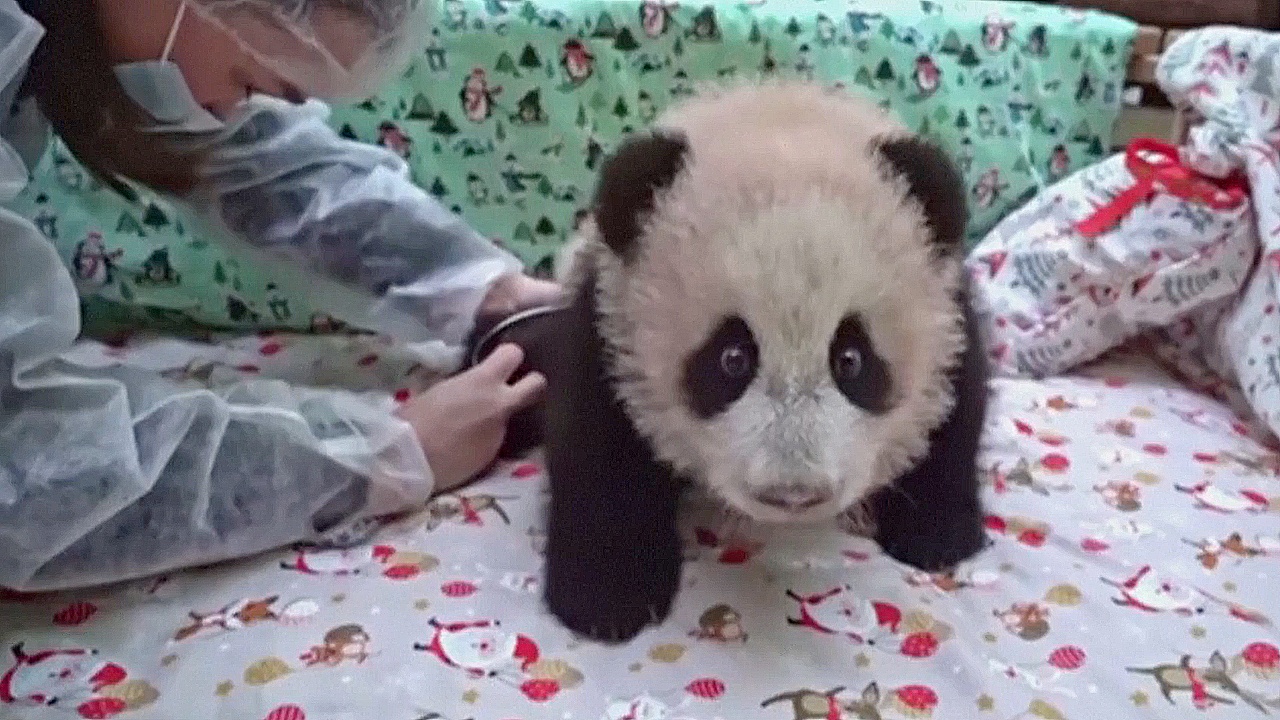Маленькой панде в зоопарке Москвы дали имя, а в Южной Корее представили панд-близнецов