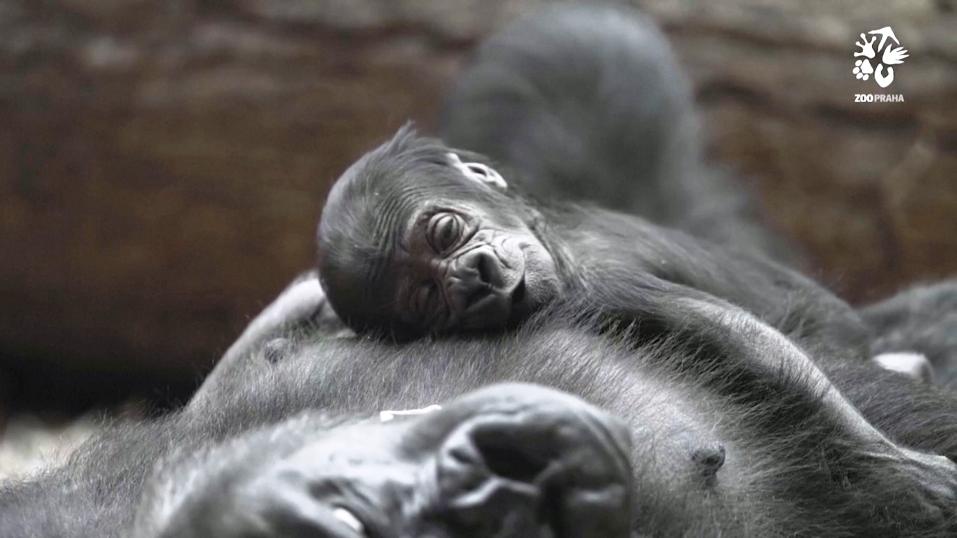 Пражский зоопарк показал детёныша редкой гориллы