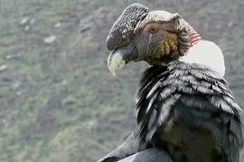 Перу претендует на звание страны с самым большим разнообразием птиц
