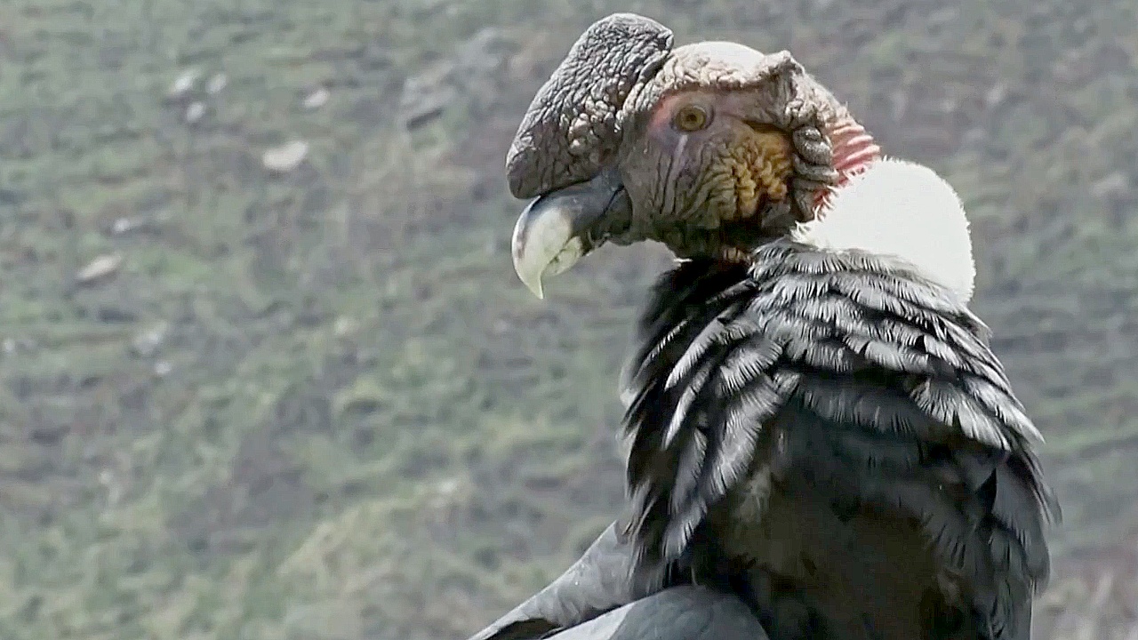 Перу претендует на звание страны с самым большим разнообразием птиц