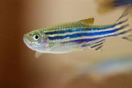 Рыбки данио-рерио помогают учёным искать лекарство от рака