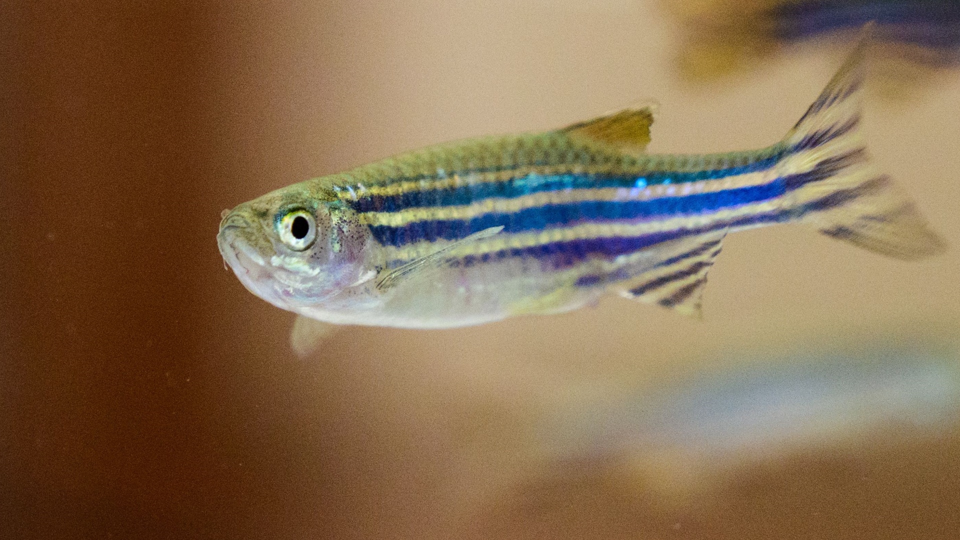 Рыбки данио-рерио помогают учёным искать лекарство от рака